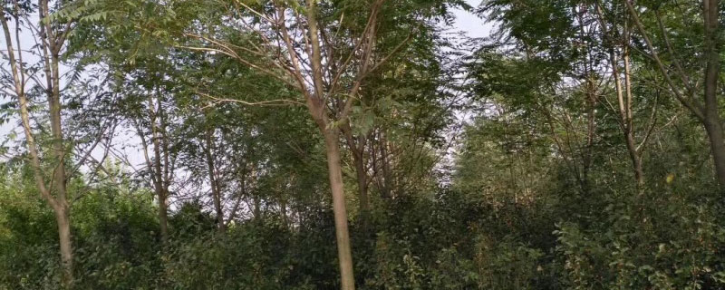 園林綠化工程施工是否需要資質？城市綠化管理全面解讀
